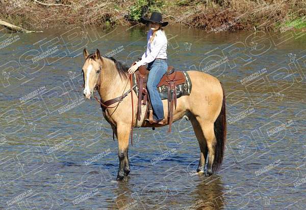 parade-quarter-horse