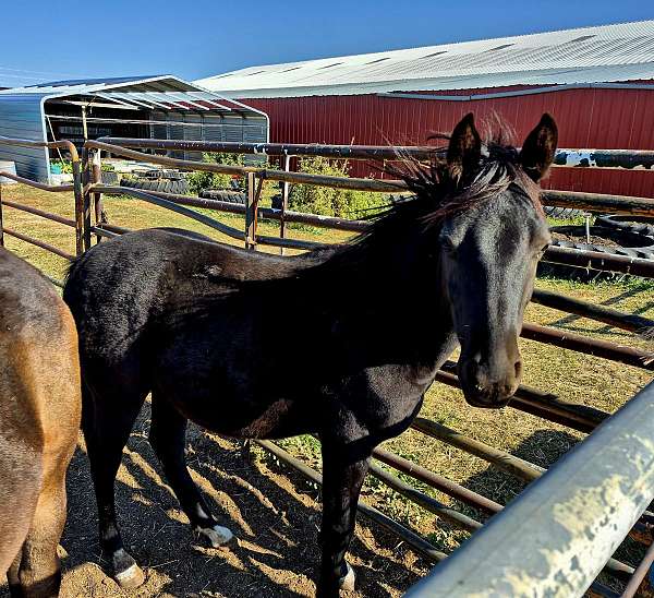 pc-frenchman-quarter-horse