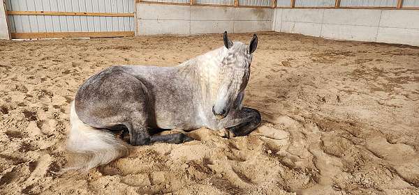 parade-quarter-horse