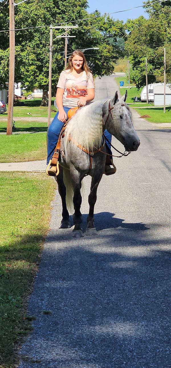 performance-quarter-horse