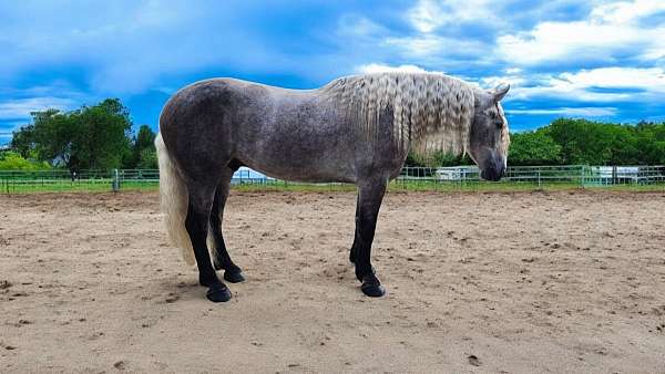 roping-quarter-horse