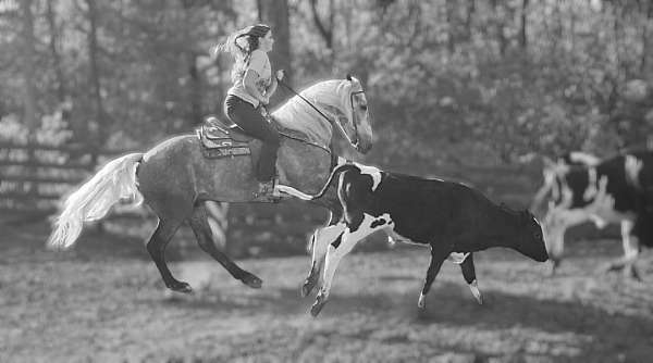 working-cattle-quarter-horse