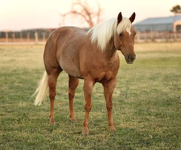 heading-quarter-horse