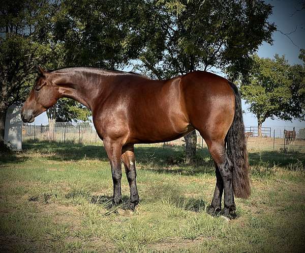 breeding-quarter-horse