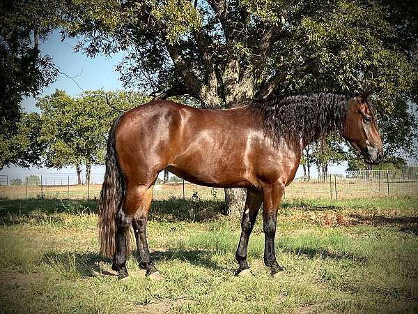 calf-roping-quarter-horse