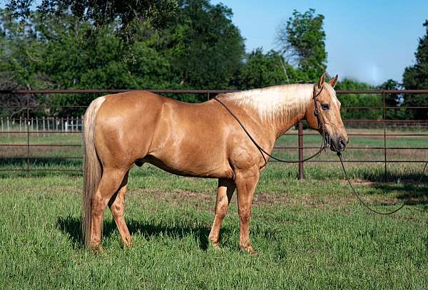 athletic-quarter-horse