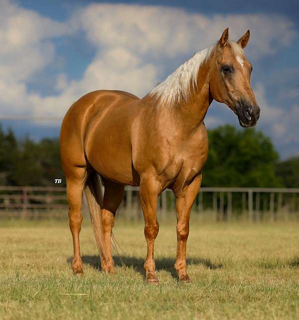 barrel-racing-quarter-horse