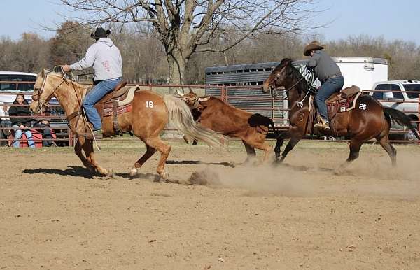 cutting-quarter-horse