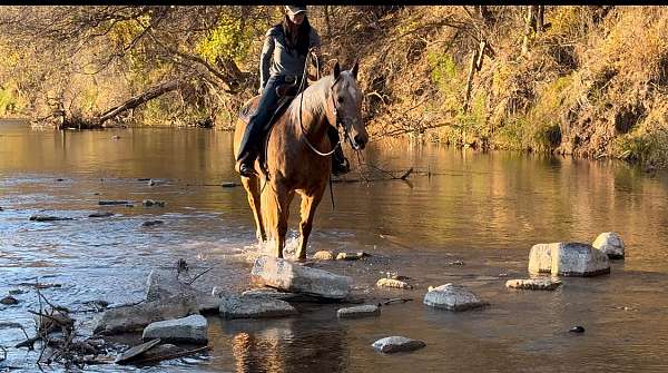 flashy-quarter-horse