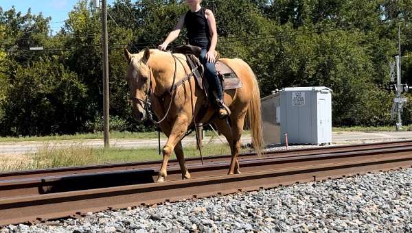 roping-quarter-horse