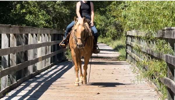 show-quarter-horse