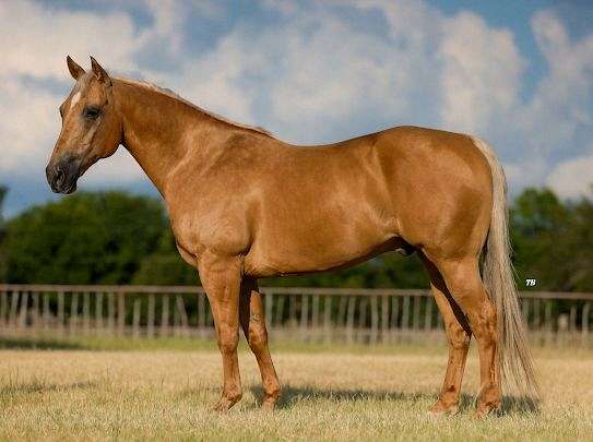 team-roping-quarter-horse