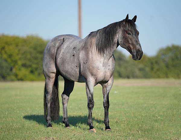 cutting-quarter-horse