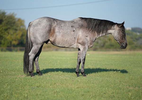 flashy-quarter-horse