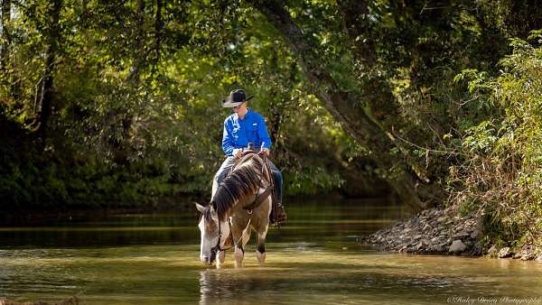 working-cattle-shire-horse