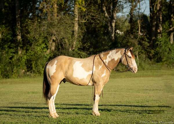 buckskin-shire-gelding