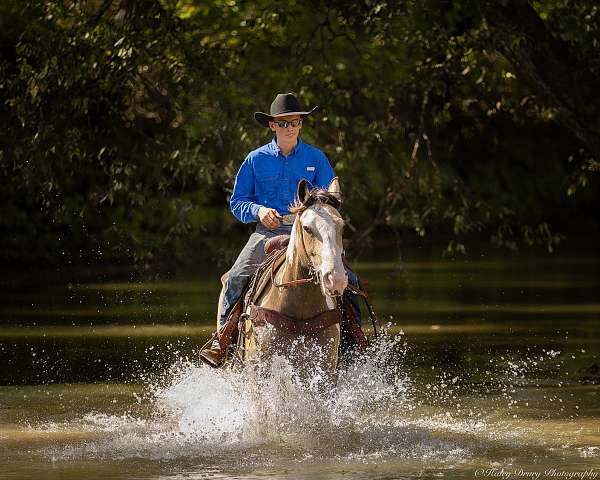 roping-shire-horse