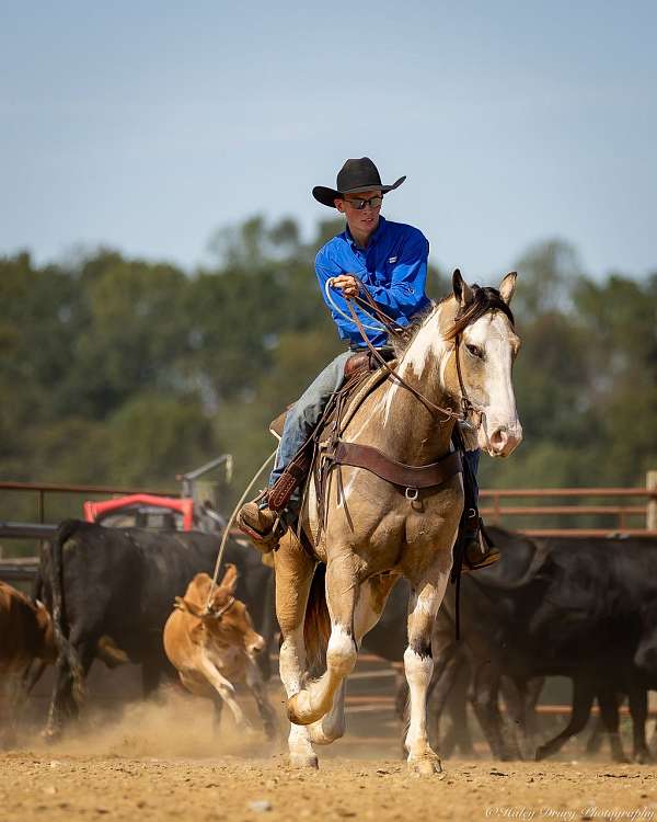 all-around-shire-horse