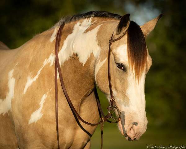 buckskin-shire-for-sale