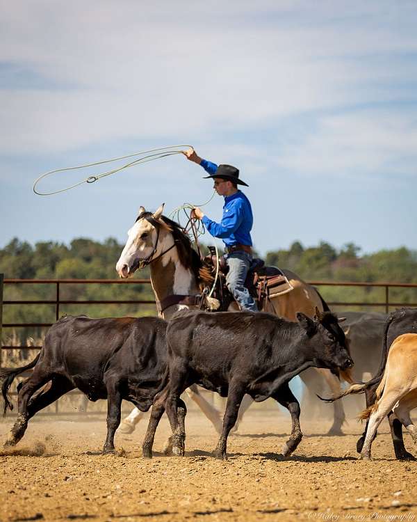 buckskin-shire