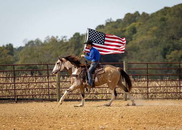 athletic-shire-horse