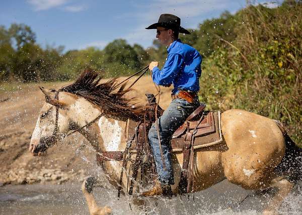 cross-shire-horse