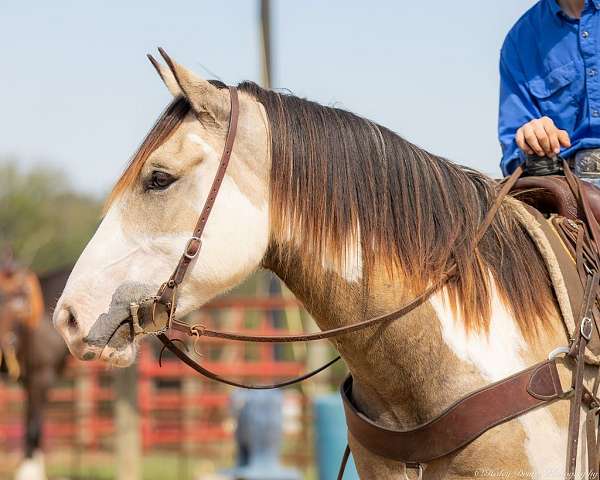 draft-shire-horse