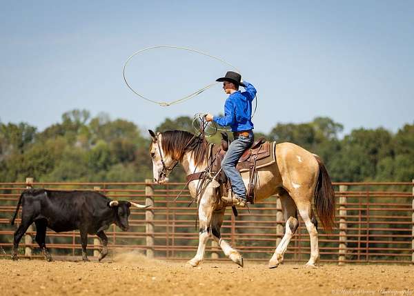 flashy-shire-horse