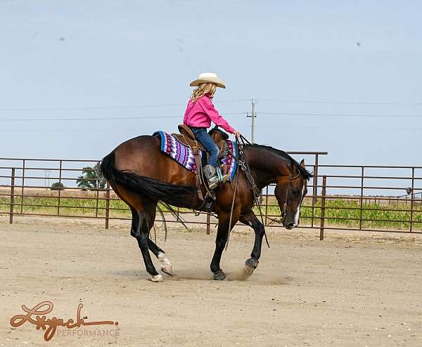 flashy-quarter-horse