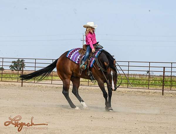 husband-safe-quarter-horse