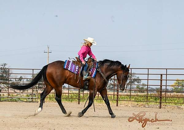 western-riding-quarter-horse