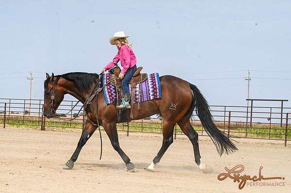 working-cattle-quarter-horse