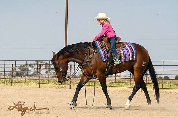 working-cow-quarter-horse