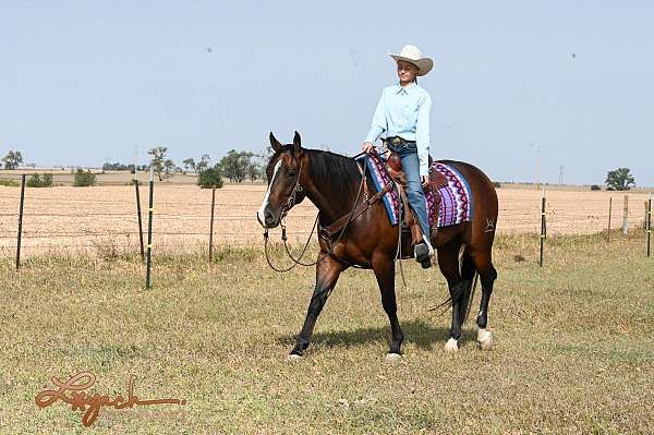 bay-quarter-horse-gelding