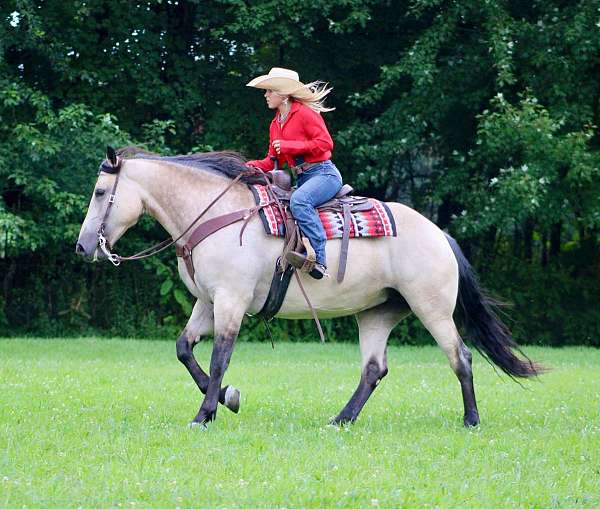 draft-horse