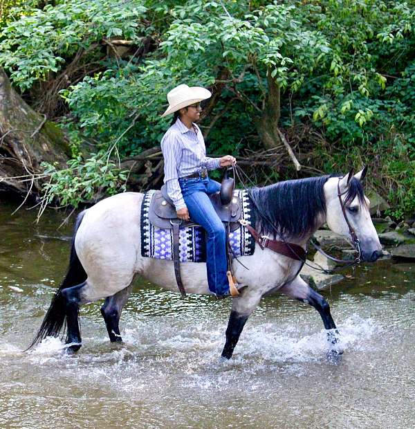 ridden-english-draft-horse