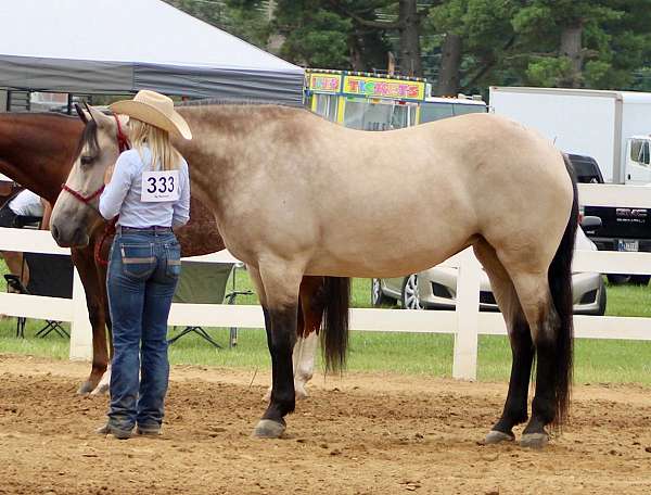 roping-draft-horse