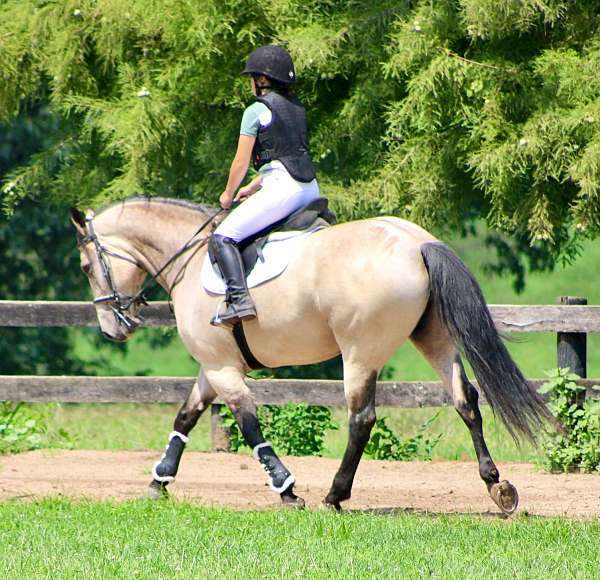 show-draft-horse