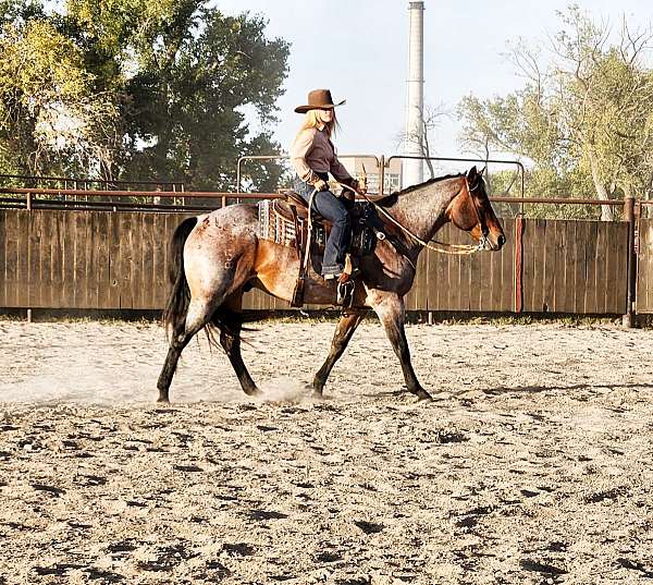 calf-roping-quarter-pony