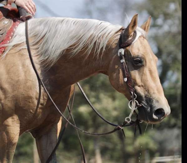 husband-safe-quarter-horse