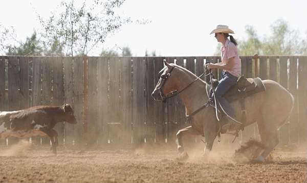 ranch-versatility-quarter-horse