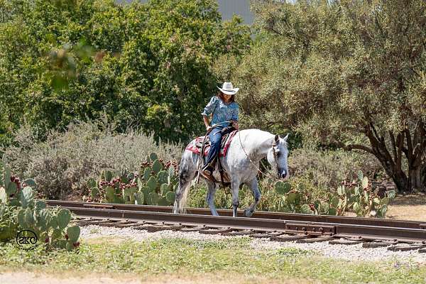 athletic-draft-horse