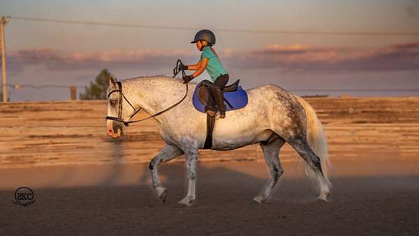 beginner-draft-horse