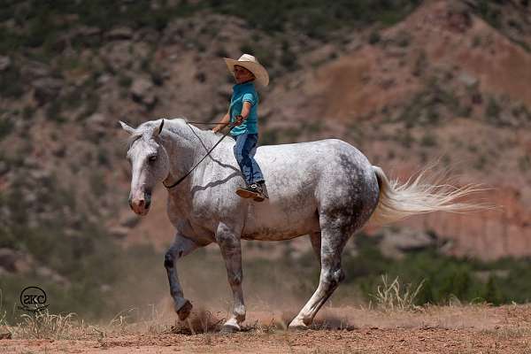 draft-horse