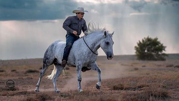 flashy-draft-horse