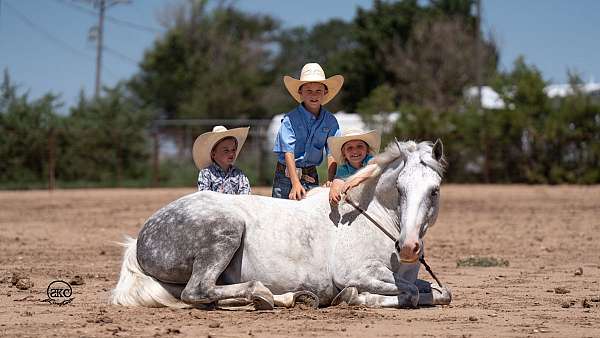 parade-draft-horse