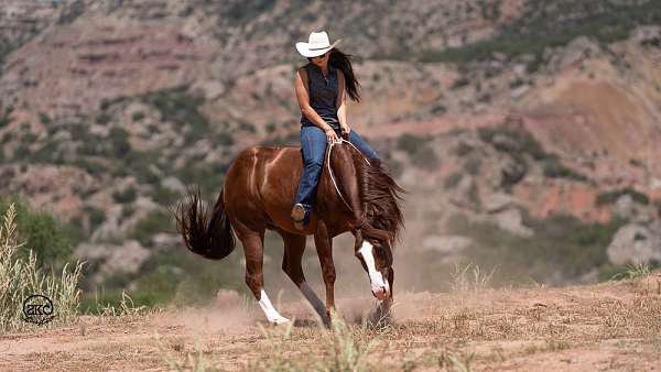 calf-roping-quarter-horse