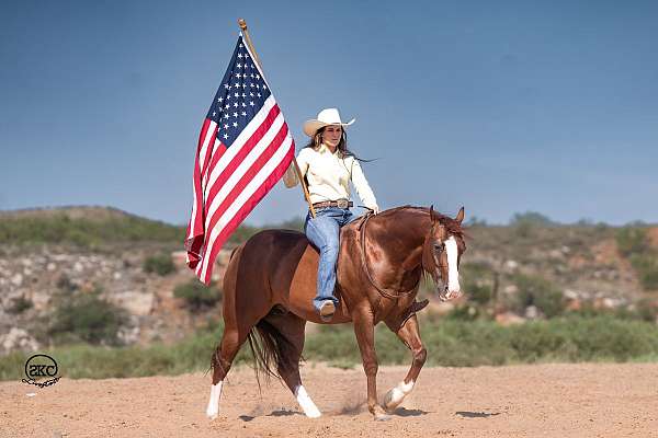 flashy-quarter-horse