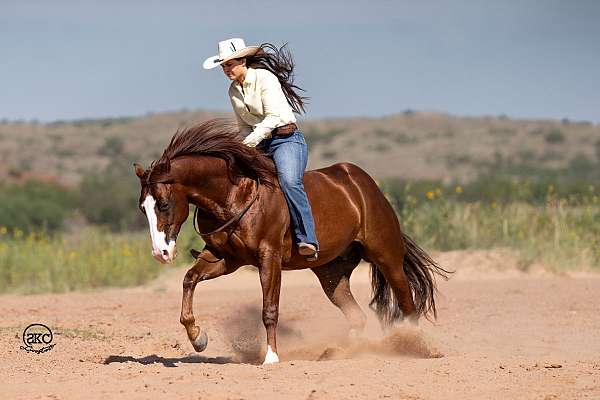 husband-safe-quarter-horse