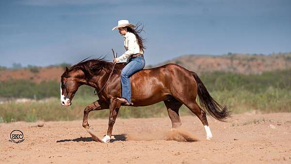 performance-quarter-horse